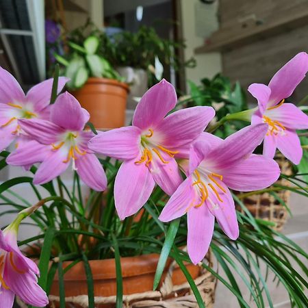 Casa Florescu Buşteni Zewnętrze zdjęcie